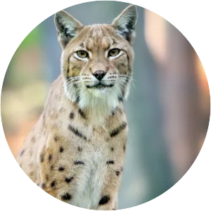 Eurasian lynx
