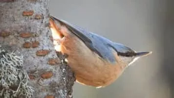 Eurasian nuthatch - Bird