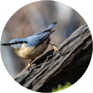 Eurasian nuthatch