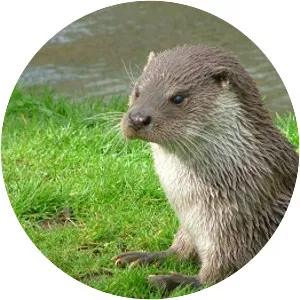 Eurasian otter