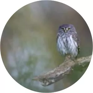 Eurasian pygmy owl