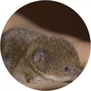 Eurasian pygmy shrew photograph