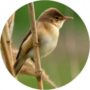 Eurasian reed warbler