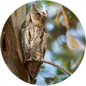 Eurasian scops owl photograph