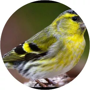 Eurasian siskin