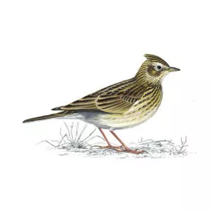 Eurasian skylark