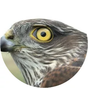 Eurasian sparrowhawk