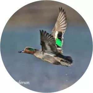 Eurasian teal - Birds