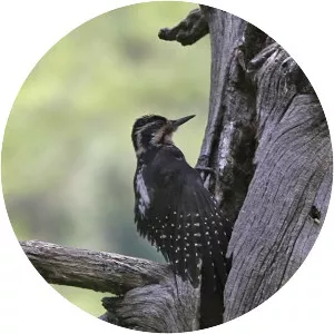 Eurasian three-toed woodpecker photograph