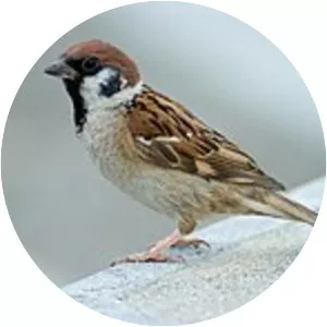 Eurasian tree sparrow