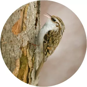 Eurasian treecreeper