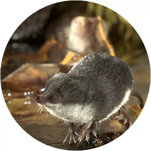 Eurasian water shrew - 