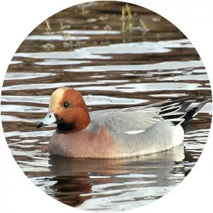Eurasian wigeon