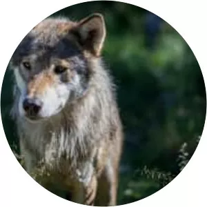 Eurasian wolf