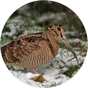 Eurasian woodcock