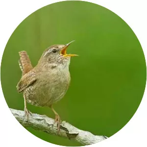 Eurasian wren