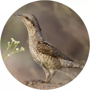 Eurasian wryneck - Bird