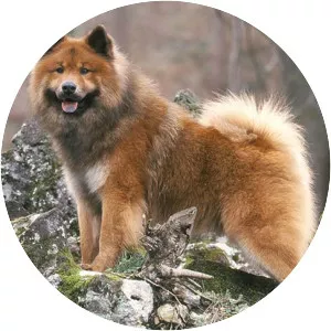 Eurasier
