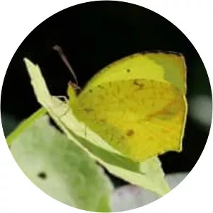 Eurema