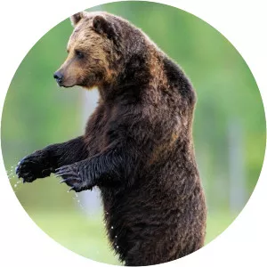 Europe's New WildSince 2020