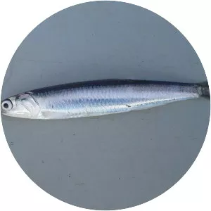 European anchovy