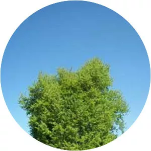 European aspen - Plants