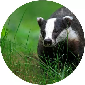 European badger