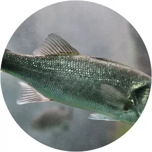 European bass - Fish