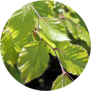 European beech