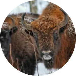 European bison