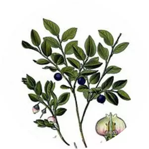 European blueberry