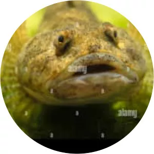 European bullhead - Fish