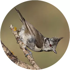 European crested tit