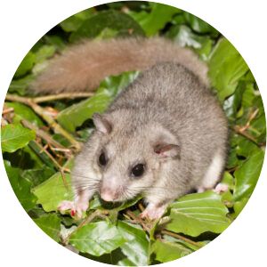European edible dormouse - Rodents