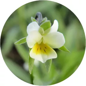 European field pansy - Plants
