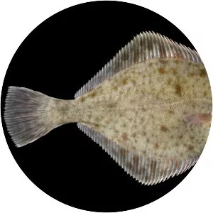 European flounder - Fish