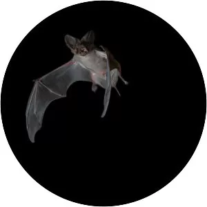 European free-tailed bat - Animal