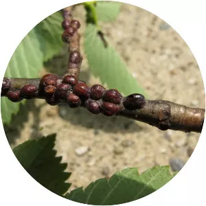 European fruit lecanium - Insect