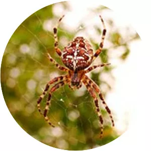 European garden spider