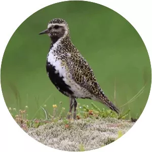 European golden plover