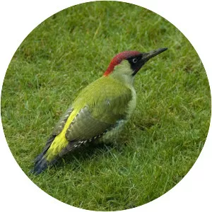 European green woodpecker