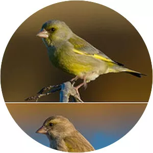 European greenfinch