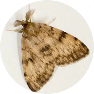 European gypsy moth