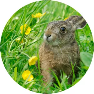 European hare