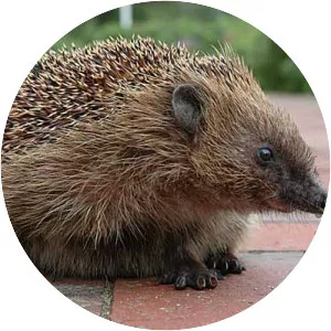 European hedgehog
