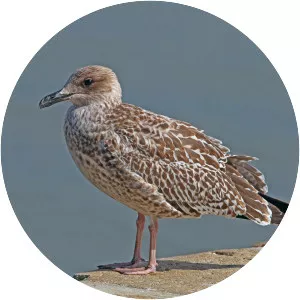 European herring gull