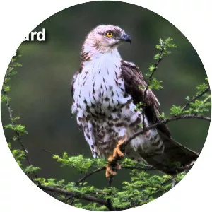 European honey buzzard