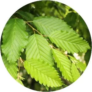 European hornbeam - Plants
