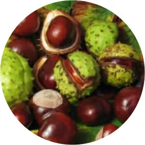 European horse-chestnut