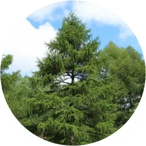 European larch